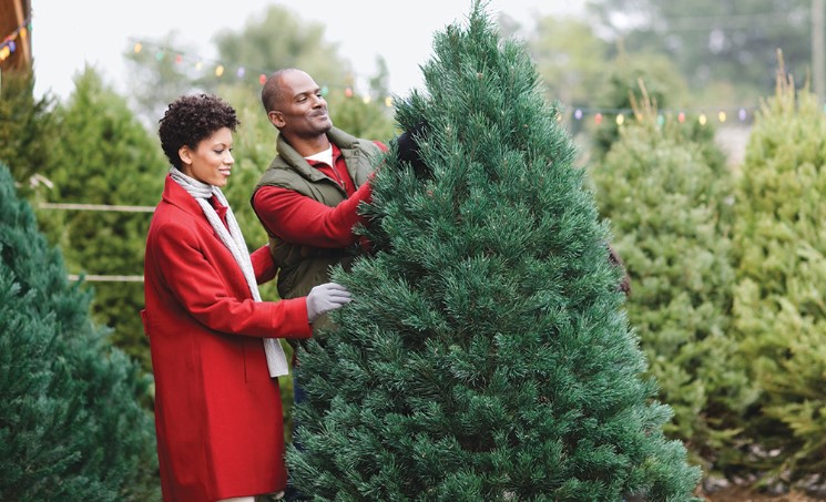 Why Care for Your Brisbane Christmas Tree Correctly?