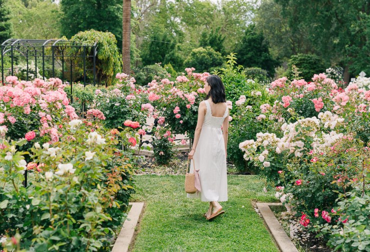 The Ultimate Guide to Creating and Maintaining a Beautiful Rose Garden