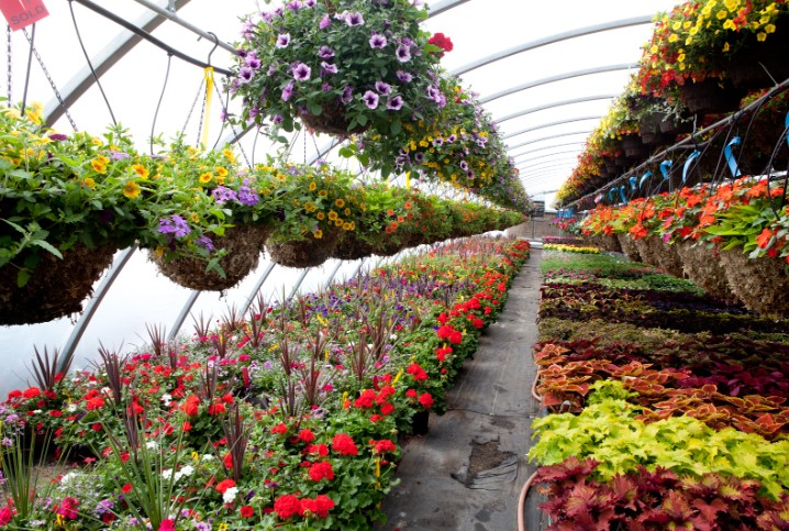 The Ultimate Guide to Starting and Running a Successful Plant Nursery