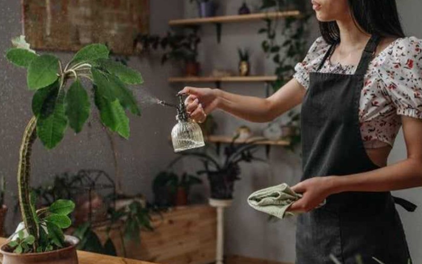 Natural Pest Control Solutions That Really Work Natural Pest Control Solutions That Really Work