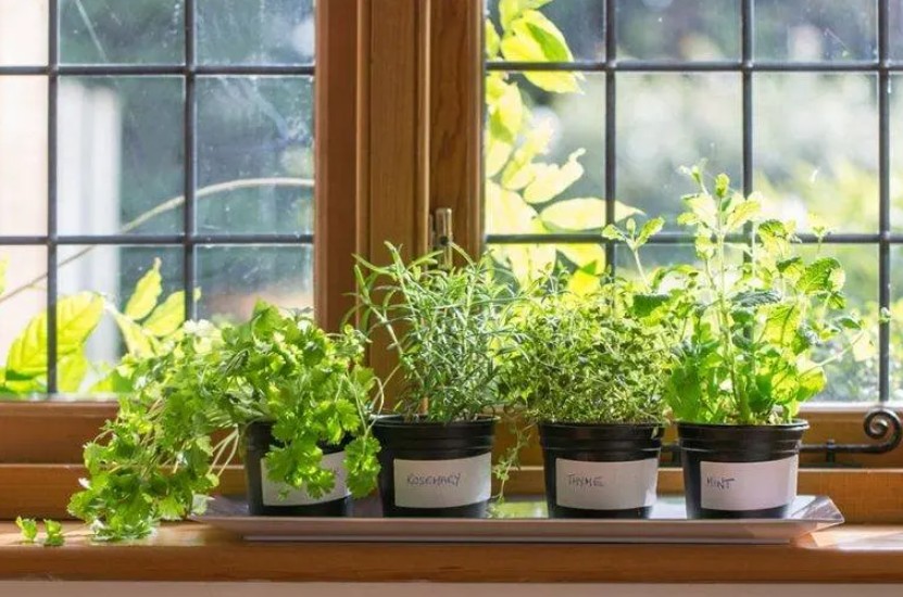 Top Kitchen Herb Garden Kits for Fresh Cooking Anytime Top Kitchen Herb Garden Kits for Fresh Cooking Anytime